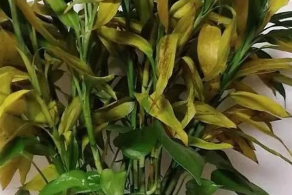 富贵竹叶子发黄的原因及解决方法，浇水或施肥不当均会导致