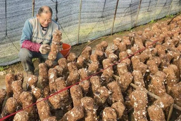 大棚香菇一年可以种几茬，一年只种一次