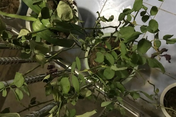 玫瑰叶子突然干焦的原因，可能是光照过强、缺乏水肥等