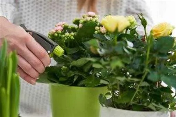 玫瑰叶子突然干焦的原因，可能是光照过强、缺乏水肥等