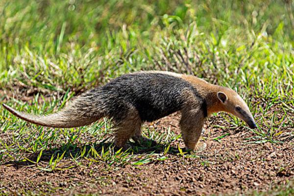 蚂蚁怕什么天敌，包括食蚁兽、蚜虫、青蛙等