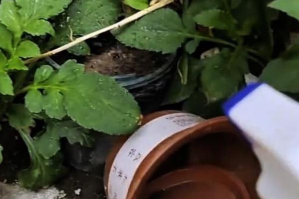 蚂蚁怕什么天敌，包括食蚁兽、蚜虫、青蛙等