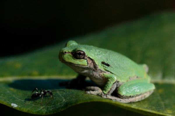蚂蚁怕什么天敌，包括食蚁兽、蚜虫、青蛙等