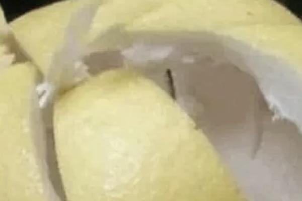 蚂蚁怕什么天敌，包括食蚁兽、蚜虫、青蛙等