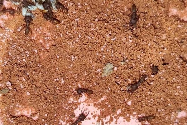 蚂蚁怕什么天敌，包括食蚁兽、蚜虫、青蛙等