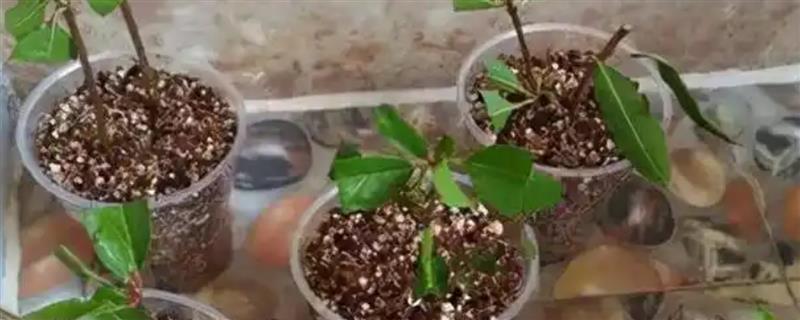 桂花枝插土里能不能存活，在春秋季节扦插可提高成活率