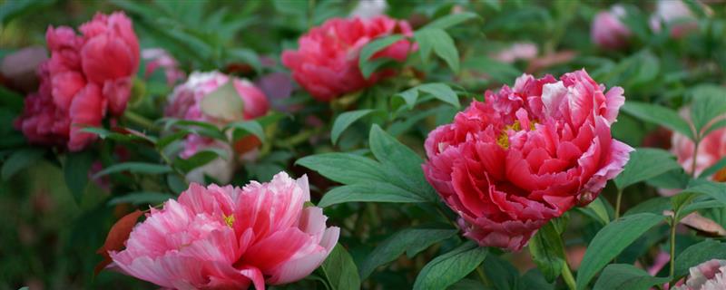 芍药能全部剪掉吗，芍药可以全部剪掉