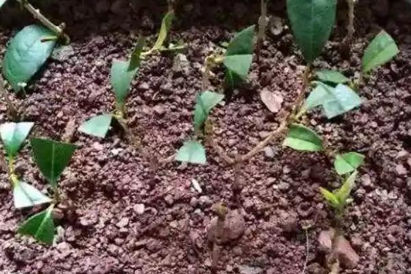 桂花枝插土里能不能存活，在春秋季节扦插可提高成活率