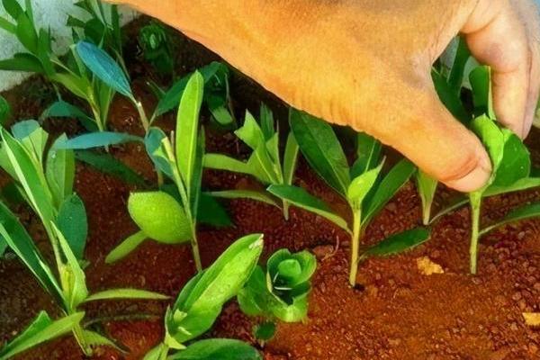 桂花枝插土里能不能存活，在春秋季节扦插可提高成活率