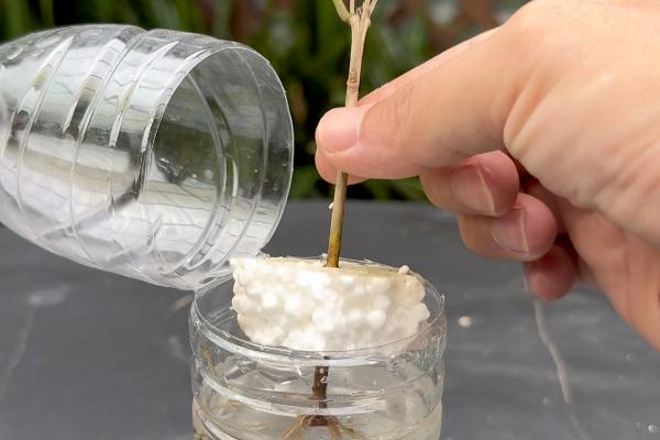 桂花枝插土里能不能存活，在春秋季节扦插可提高成活率