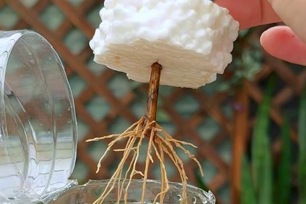 桂花枝插土里能不能存活，在春秋季节扦插可提高成活率