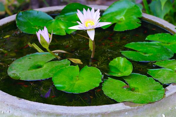 水培碗莲的种植方法，要选择优质饱满的种子