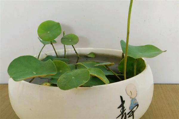 水培碗莲的种植方法，要选择优质饱满的种子