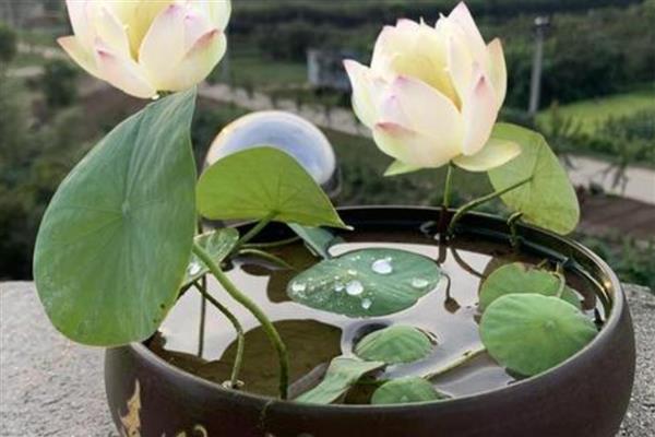 水培碗莲的种植方法，要选择优质饱满的种子