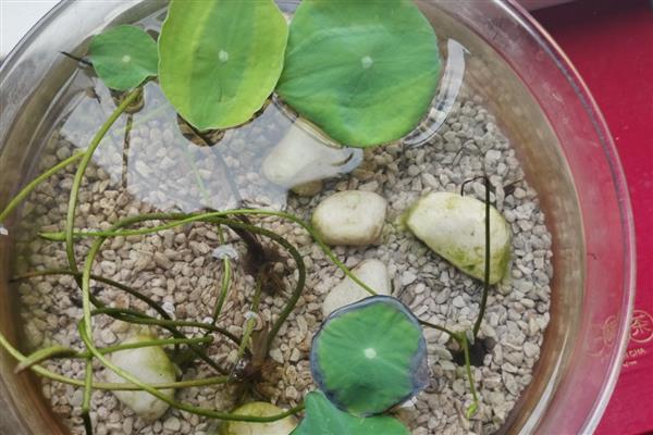 水培碗莲的种植方法，要选择优质饱满的种子
