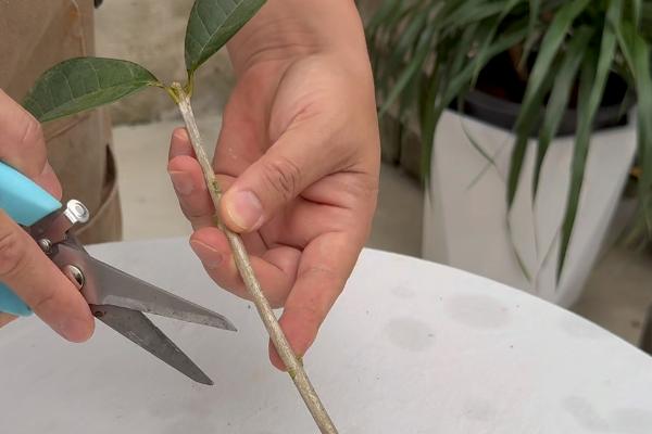 桂花枝插土里能不能存活，在春秋季节扦插可提高成活率