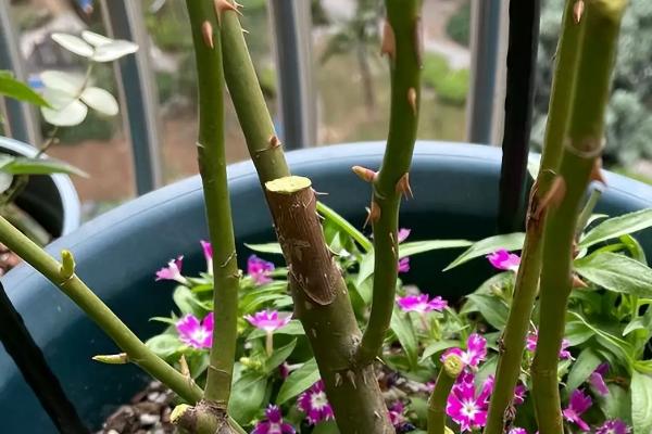 芍药能全部剪掉吗，芍药可以全部剪掉