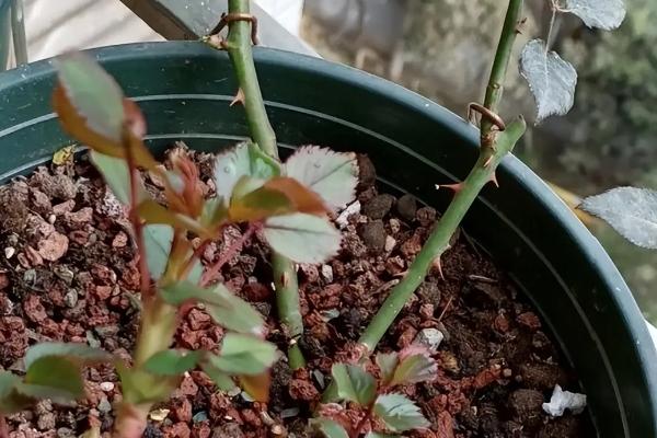 芍药能全部剪掉吗，芍药可以全部剪掉
