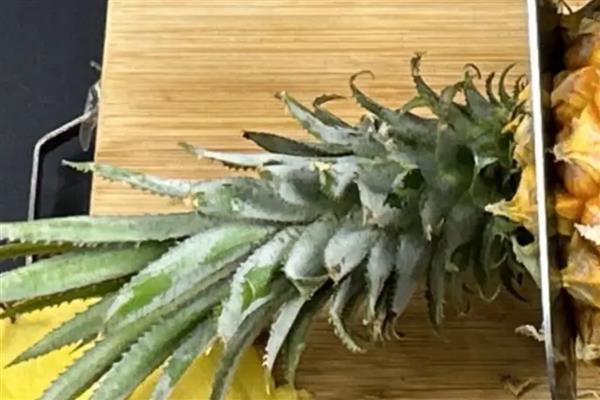 菠萝水培生根的方法，需每隔3天换一次水