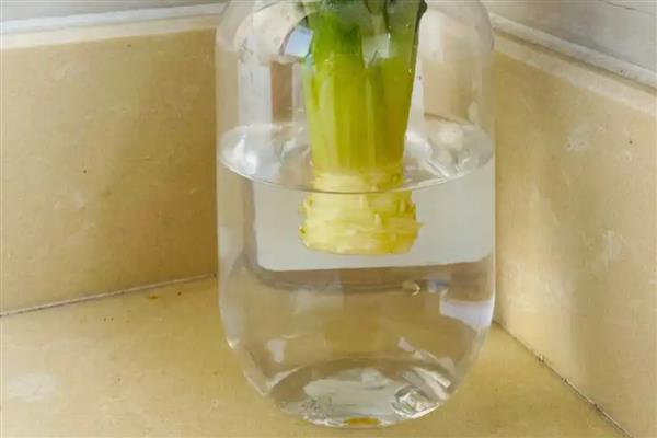 菠萝水培生根的方法，需每隔3天换一次水