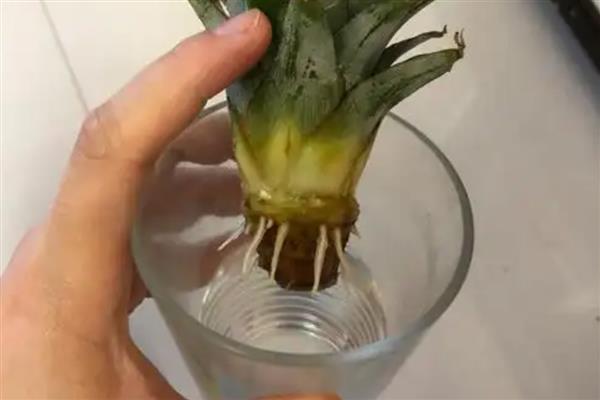 菠萝水培生根的方法，需每隔3天换一次水
