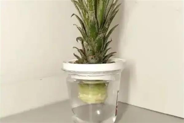 菠萝水培生根的方法，需每隔3天换一次水