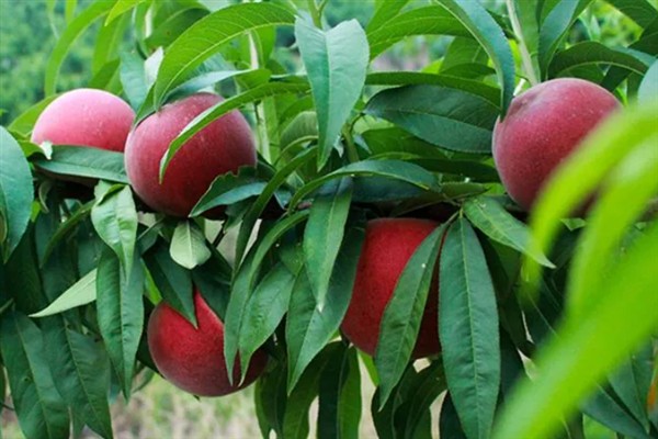 血桃的成熟上市时间，一般为每年5-6月份