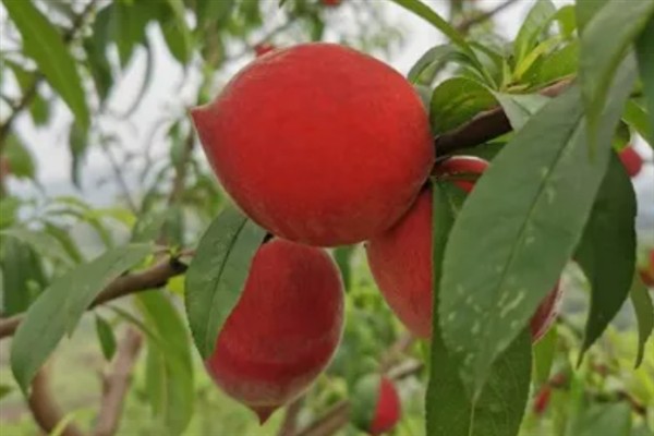 血桃的成熟上市时间，一般为每年5-6月份