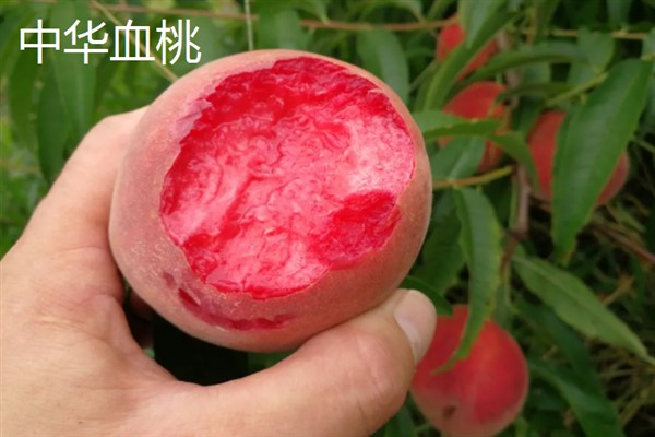 血桃的成熟上市时间，一般为每年5-6月份