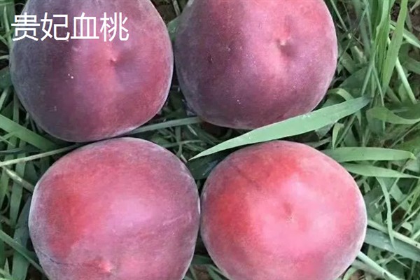 血桃的成熟上市时间，一般为每年5-6月份