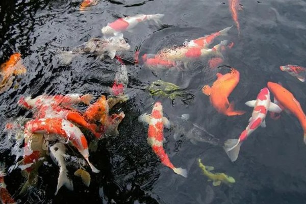 锦鲤的喂食方法，少量多次地投喂食物