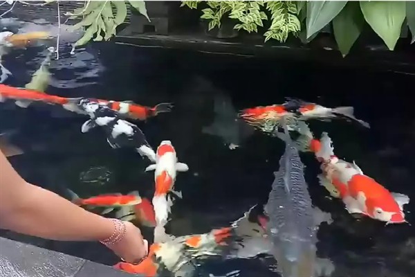 锦鲤的喂食方法，少量多次地投喂食物