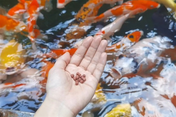 锦鲤的喂食方法，少量多次地投喂食物