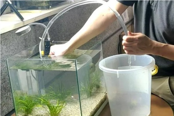 锦鲤的喂食方法，少量多次地投喂食物