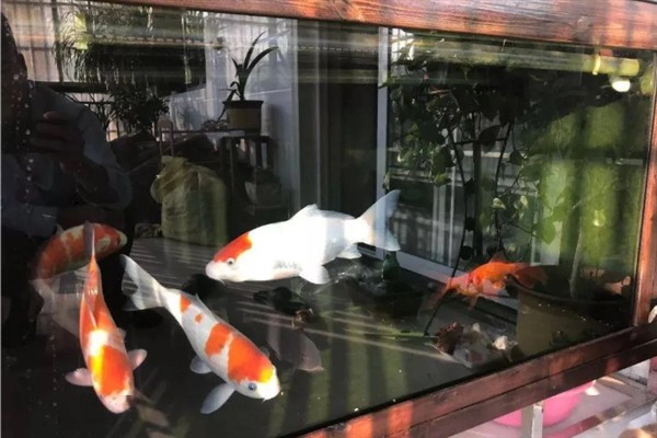 锦鲤的喂食方法，少量多次地投喂食物