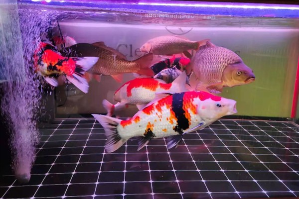 锦鲤的喂食方法，少量多次地投喂食物