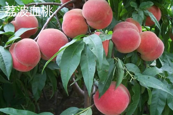血桃的成熟上市时间，一般为每年5-6月份