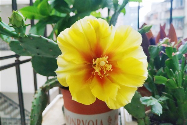 让仙人掌开花的方法，追施磷钾肥可促使花芽分化
