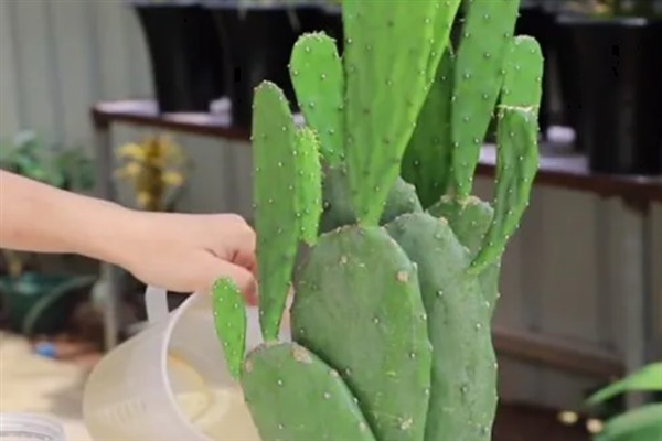让仙人掌开花的方法，追施磷钾肥可促使花芽分化