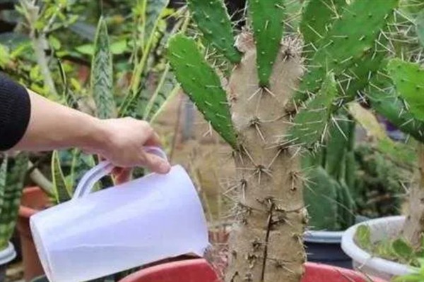 让仙人掌开花的方法，追施磷钾肥可促使花芽分化