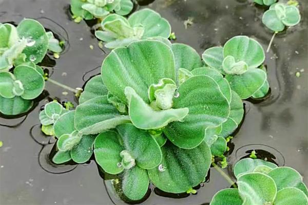 水白菜简介，一般是指大薸