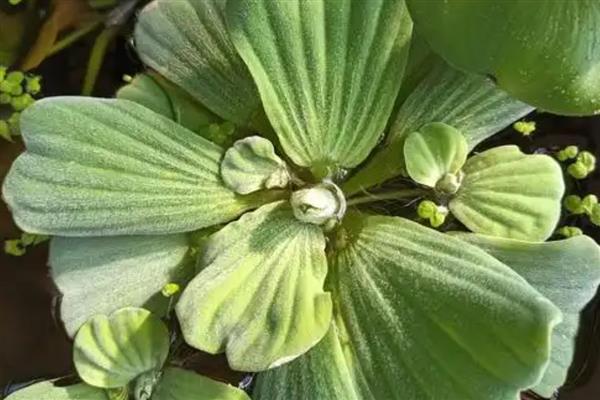 水白菜简介，一般是指大薸