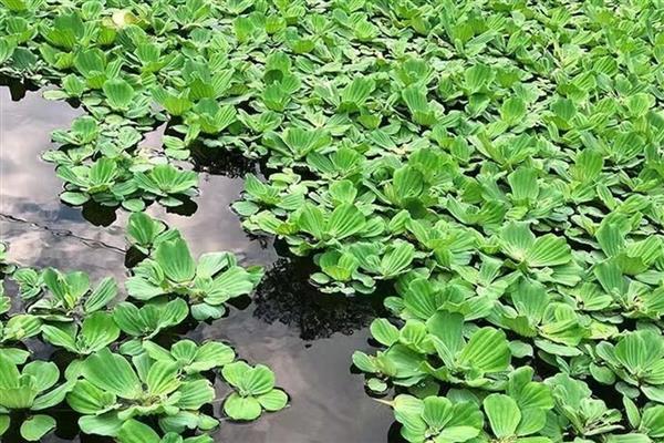 水白菜简介，一般是指大薸