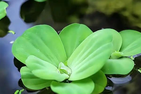 水白菜简介，一般是指大薸