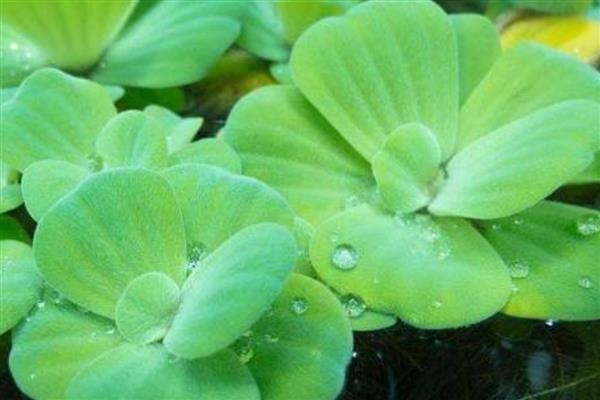 水白菜简介，一般是指大薸