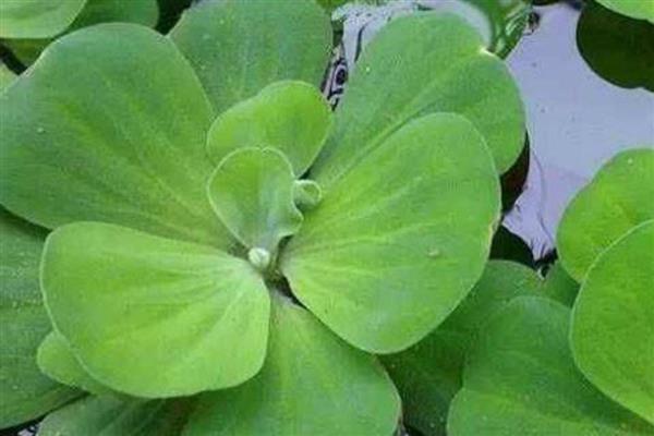 水白菜简介，一般是指大薸