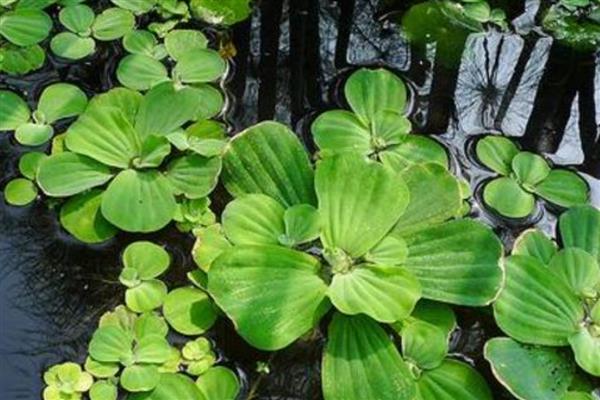 水白菜简介，一般是指大薸
