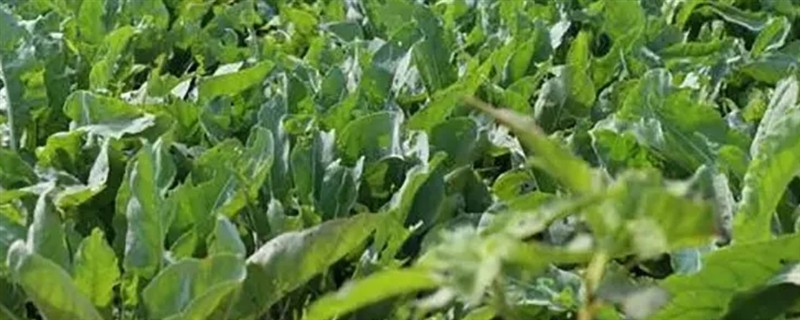 板蓝根如何高产栽培,播种前需浸种