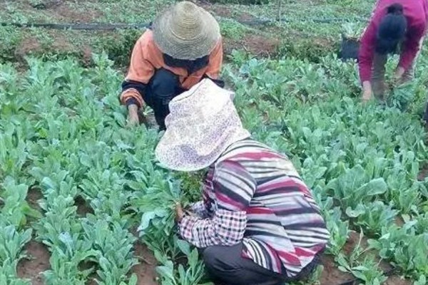 板蓝根如何高产栽培,播种前需浸种
