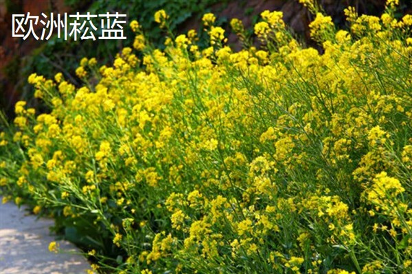 板蓝根如何高产栽培,播种前需浸种
